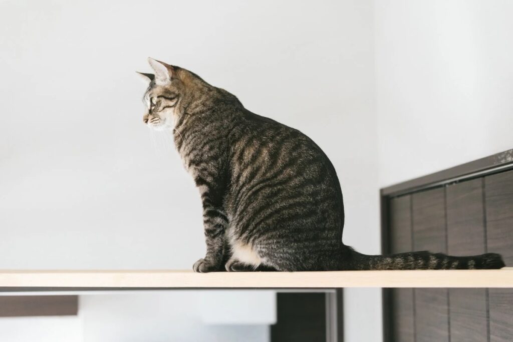キャットウォークリフォーム