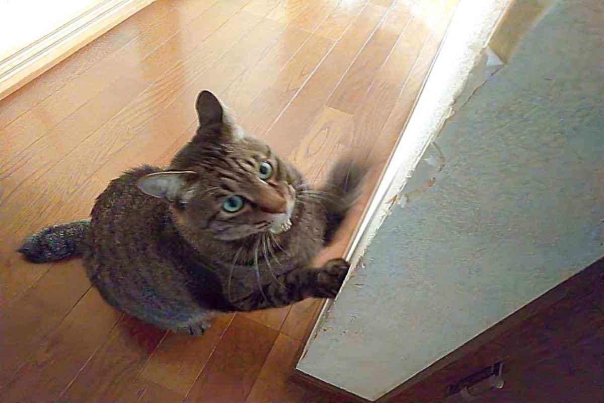 猫の壁紙対策工事