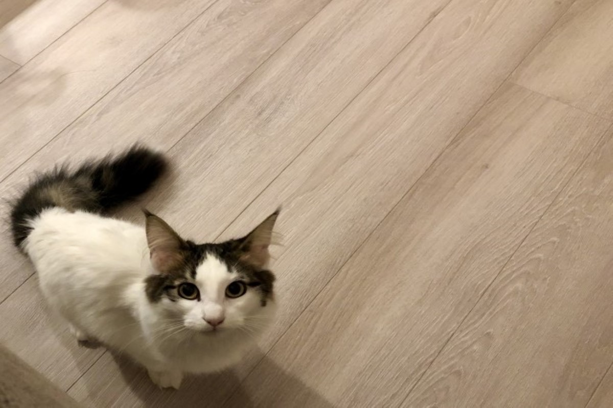 猫用フロア